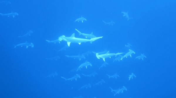 Schooling Scalloped Hammerheads Schooling Scalloped Hammerheads in Key Largo, FL
