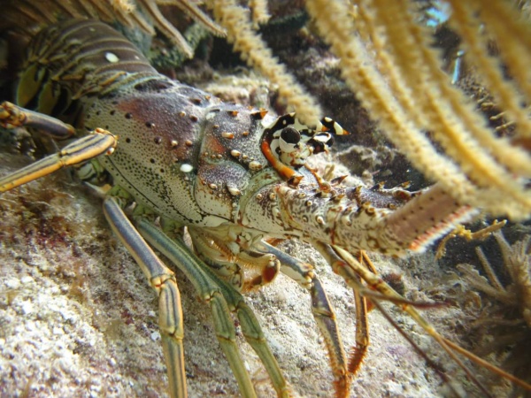 Lobster Facts Lobster Season Information